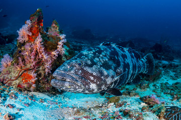 Large Malabar Grouper on the sea floor on a dark tropical coral reef