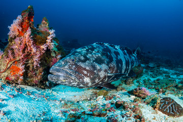 Large Malabar Grouper on the sea floor on a dark tropical coral reef
