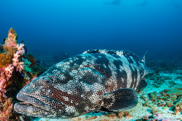 Large Malabar Grouper on the sea floor on a dark tropical coral reef