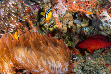 Colorful banded Clownfish on a red anemone on a coral reef