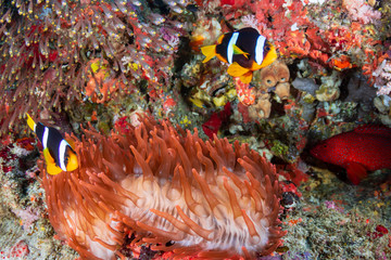 Fototapeta na wymiar Colorful banded Clownfish on a red anemone on a coral reef