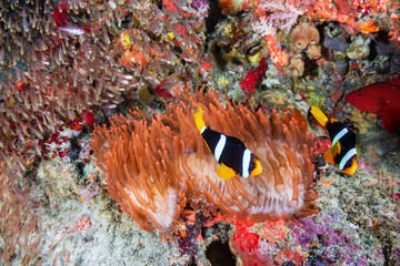 Colorful banded Clownfish on a red anemone on a coral reef