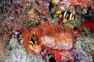 Colorful banded Clownfish on a red anemone on a coral reef