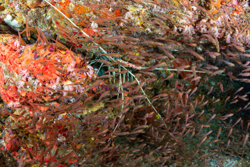 Large Spiny Lobster in a hole on a tropical coral reef