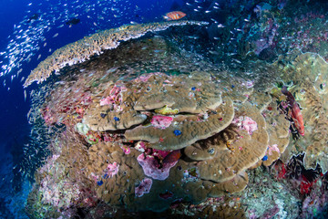 Fototapeta na wymiar Clouds of Glassfish around hard corals on a tropical reef