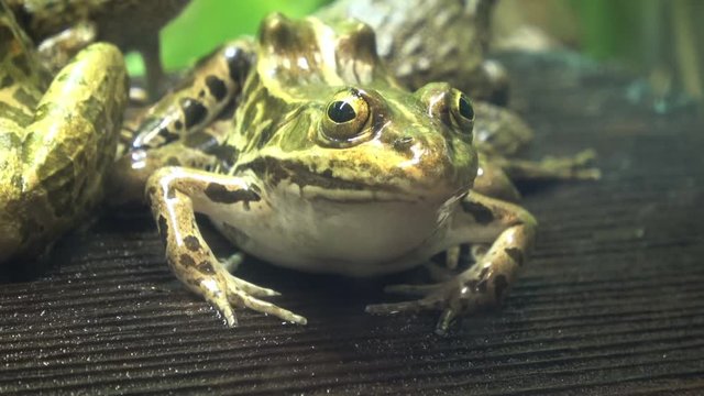 Black-spotted pond frog, Pelophylax nigromaculatus, Dark-spotted frog, 4K