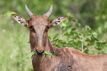 Leierantilope oder Halbmondantilope / Common Tsessebe / Damaliscus lunatus...