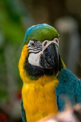 Blue Macaw