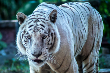 White Tiger