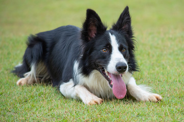 Border collie 