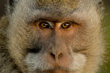 Obraz premium Macaque Stare