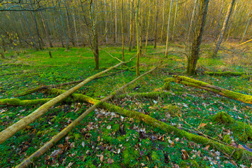 Waldboden mit Moos