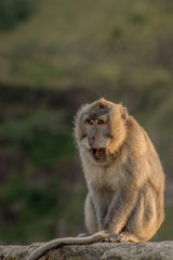 Macaque