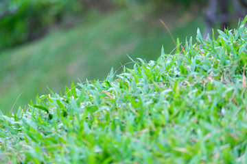 selective focus green field.