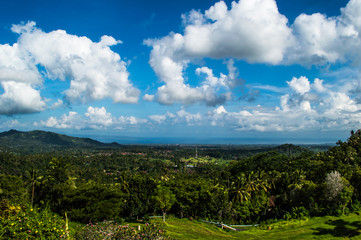 Forest vista