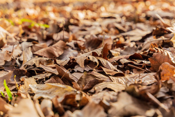 Autumn leaves background