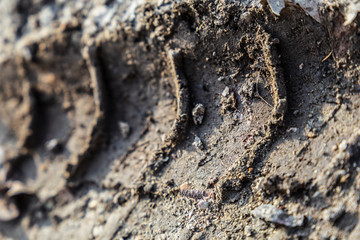 Close-up of skid marks in mud
