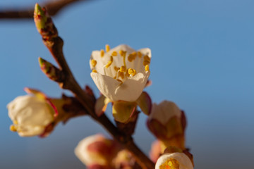 Fototapeta na wymiar Apricot blooming at sunset. Spring changes in plant life. White flowers of fruit tree.