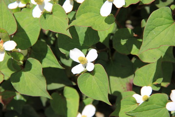 ドクダミの花(宮城県)
