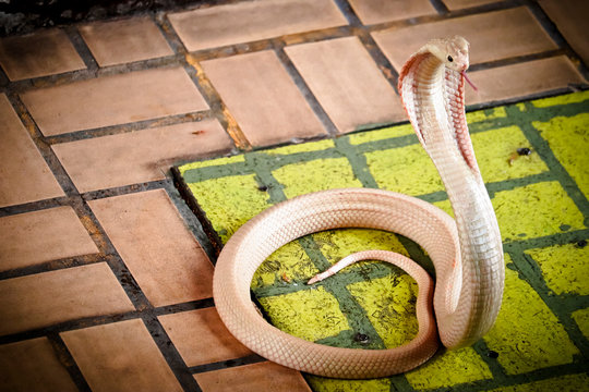 The albino cobra