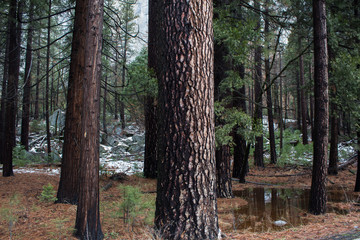 Obraz premium Tree life