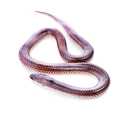 Snake on white background