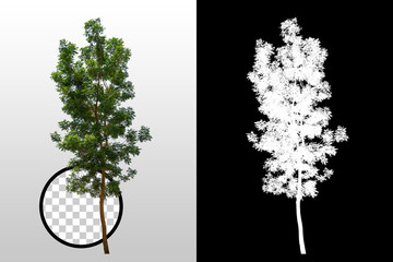 Trees on transparent background with clipping path and alpha channel on black background. Can use...