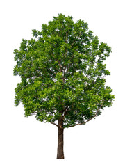 Obraz premium Trees isolated on white background with clipping paths for garden design , architectural design , Decoration work , Used with natural articles both on print and website.