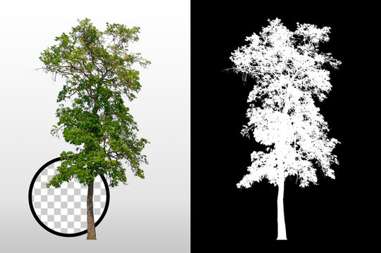 Trees on transparent background with clipping path and alpha channel on black background. Can use in architectural design, Decoration work, Used with natural articles both on print and website.