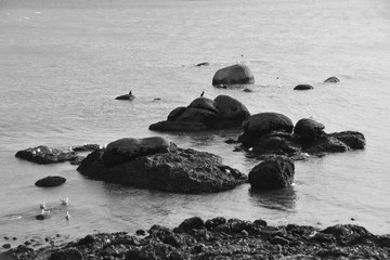 Mer et rochers à marée basse .