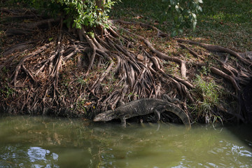 Malayan Water Monitor Lizard Foraging for food next to a large tree