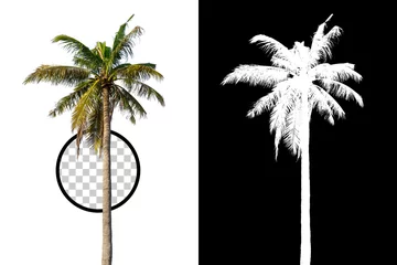 Poster Geïsoleerde kokospalm op witte achtergrond met hoge kwaliteit masker alfakanaal en uitknippad. Geschikt voor natuurlijke artikelen, zowel op kleine lettertjes als op webpagina& 39 s. © Choo