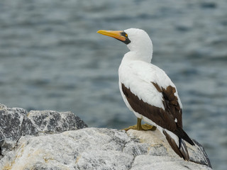 close up of the back nazca booby on isla espanola in the galapagos