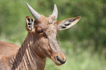 Leierantilope oder Halbmondantilope / Common Tsessebe / Damaliscus lunatus...