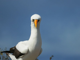 close up of the head of a nazca booby on isla genovesa in the galapagos