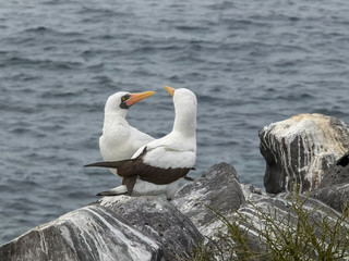 nazca booby pair preening at isla espanola in the galapagos