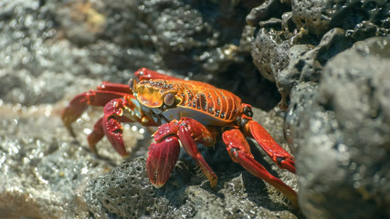 sally lightfoot crab feeding at santa cruz galapagos