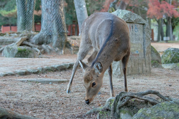 奈良公園の鹿