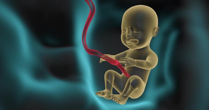 3D Human Fetus Inside Womb