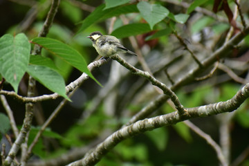 木に止まるヒガラの幼鳥