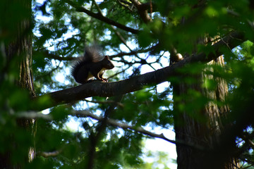 朝日を受ける樹上のエゾリスのシルエット