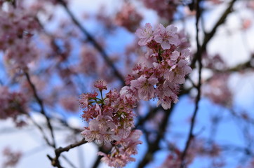 cherry blossom in spring