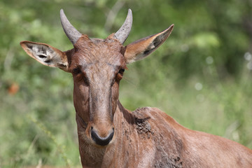 Leierantilope oder Halbmondantilope / Common Tsessebe / Damaliscus lunatus...