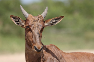 Leierantilope oder Halbmondantilope / Common Tsessebe / Damaliscus lunatus...