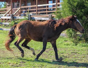 Bay Thoroughbred Mare Galloping in Pasture