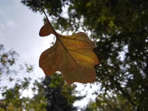 Oto&ntilde;o