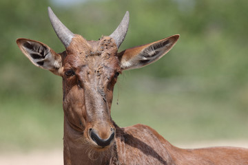 Leierantilope oder Halbmondantilope / Common Tsessebe / Damaliscus lunatus...