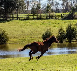 Bay Thoroughbred Mare Galloping in Pasture