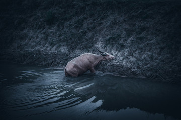 Fototapeta premium Thai buffalo , dark tone