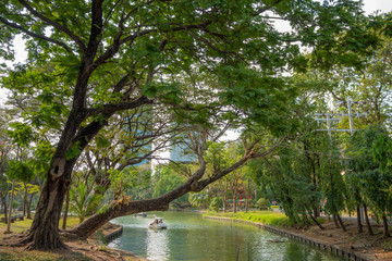 Fresh large green trees beside the canal in city center park among business district
